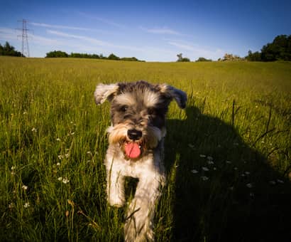 Dog sitting in field